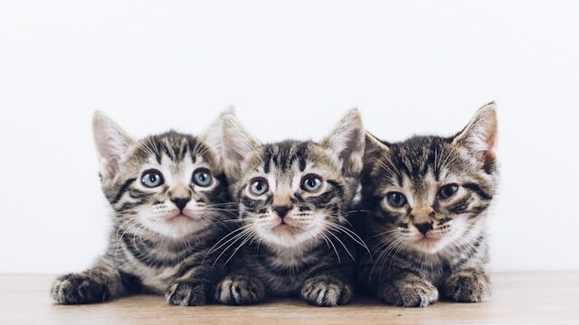 Tre tabby kattungar bredvid varandra.