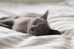 En grå katt sover på ett vitt lakan